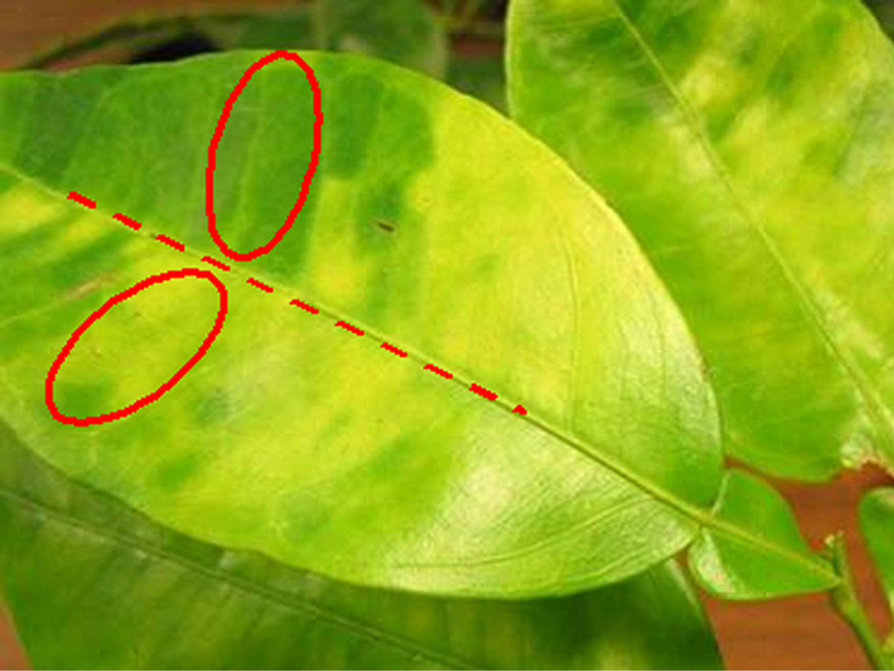 Asymmetrical yellowing from Huanglongbing disease