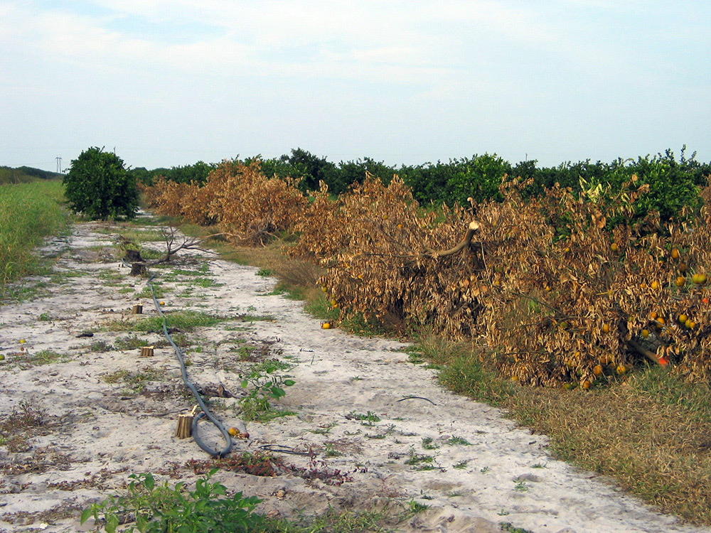 Citrus greening disease in Florida groves