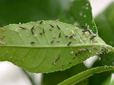 Photo of Asian citrus psyllid adults and nymphs