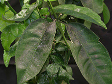 Citrus tree sooty mold from Asian citrus psyllid