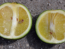 Misshapen citrus fruit due to Huanglongbing